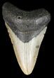 Bargain, Megalodon Tooth - North Carolina #47212-1